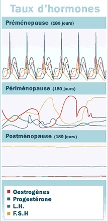 Taux d'hormones durant la périménopause