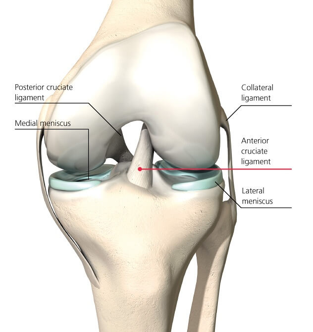 ligaments du genou